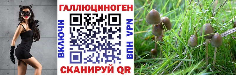 Псилоцибиновые грибы Psilocybe Крым